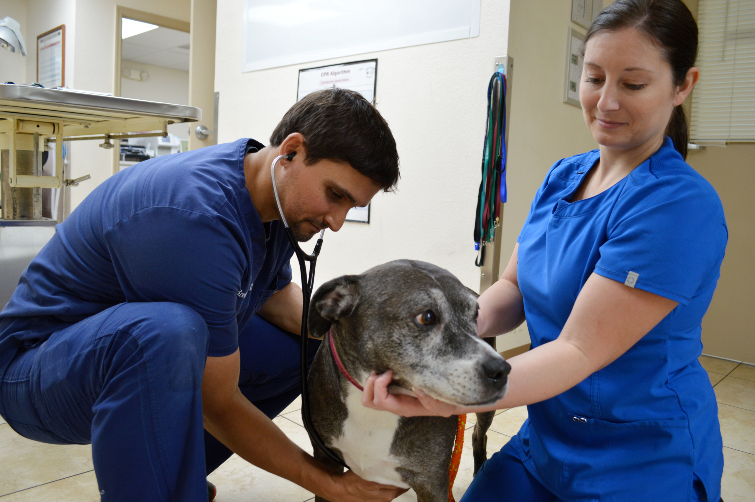 doctor examining dog
